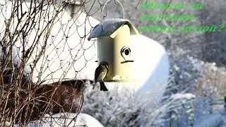 Чем кормить птиц зимой? Можно ли кормить?