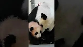 Новорожденная панда Катюша впервые помыла лапки 🐼🙌🏻😍 