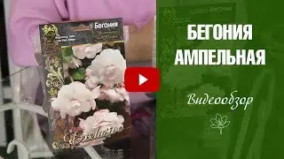 Бегония Ампельная 🌼 Как правильно выбрать цветы? Луковичные посадка и уход