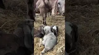 ⚠️ Warning: video contains extremely cute triplet #goatkids 🐐🫶🏽
