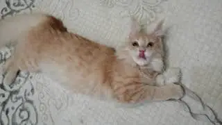 Котяра резвая, кошка шейла