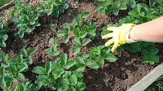 Подготавливаем клубнику к зиме