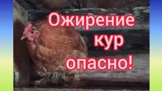 Obesity in chickens. How to avoid it? What to feed them?