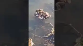 Курбака