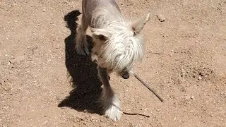 Puppy Kenji learning fetch game
