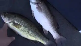 The Differences Between A Largemouth And Smallmouth Bass
