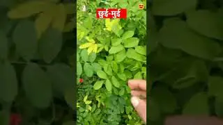 NATURAL PLANT छुई- मुई  #lovely plant #yt #shorts