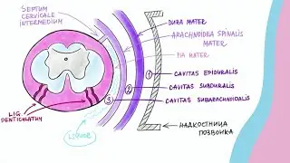 Строение спинного мозга и рефлекторной дуги