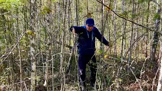 Грибы без Дождей! Осенние опята Белые грибы и Подосиновики. Грибы