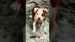 Ritik dog kennel|| Jimmy pitbull||#shortsfeed #ritikdogkennel #dog #pitbull #shorts