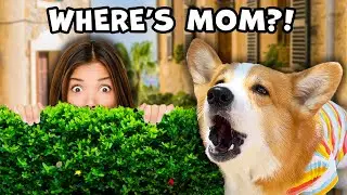 How to Hunt a Human! Corgi Hide and Seek