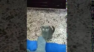 Кошка играется с домовым(или призраком ) ! (3 секунда видео )