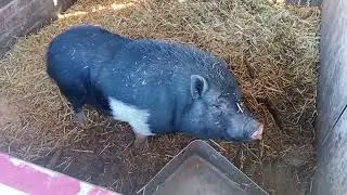 Покормили наших хрюшек🐷