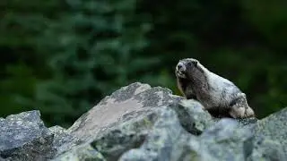 Marmot 