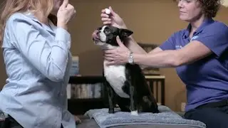 How to Create a Fear Free Treat Ment Station