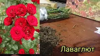 Обзор посылки из питомника 