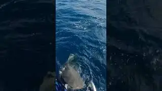 Как же ей повезло! #shorts #viralvideos #animals #animals