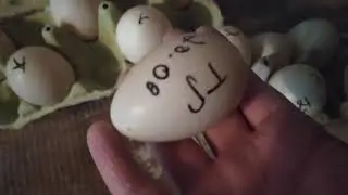 Как хранить ИНКУБАЦИОННОЕ  ЯЙЦО
