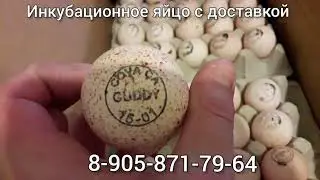 Индюк Хайбрид Конвертер инкубационное яйцо с доставкой