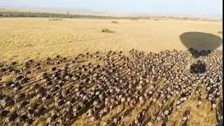 Tourist in hot air balloon over the Masai Mara captures incredible footage of thousands of wildebees