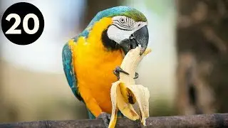 Animals are Awesome!!! #20
