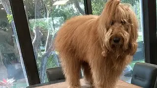 How to keep your Doodle FLUFFY!