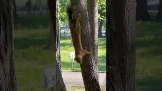 Каждый раз после тренировки мы идём кормить белочек#Самара#дети#белки#спорт#