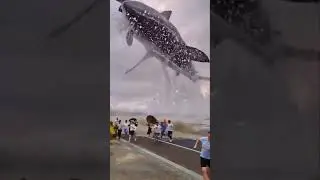 Wowo Shak Very Dangerous