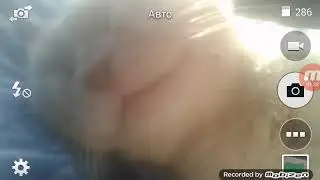 Мой кот :з