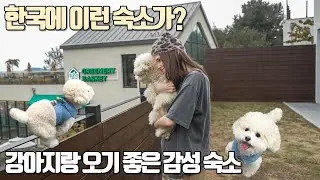 외국인 아내가 깜짝 놀란 한국 반려견 숙소 | 영종도 애견동반 독채 스테이뭉구 첫날