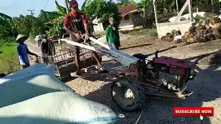 proses pengankutan hasil panen, Traktor sawah quick , Hebat