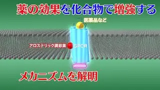 プレスリリース解説 vol.23「Gタンパク質共役型受容体の一種の活性化が化合物で増強させるメカニズムを解明」