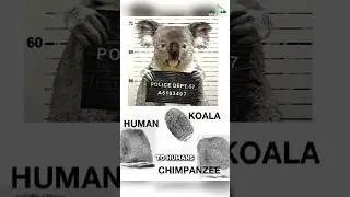 Koalas Have Fingerprints Like Humans!