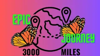 Monarch Butterflies: The Secret Behind Their Astonishing 3000-Mile Journey