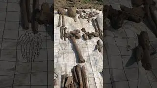 Останки двух солдат вермахта