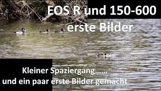 erster Spaziergang mit dem 150-600 an der EOS R