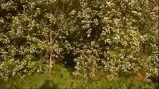 Футаж  ЧЕРЕМУХА   пение птиц