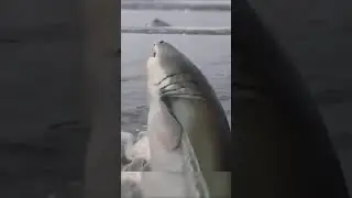 24ft great white shark jumping out of water 🦈 