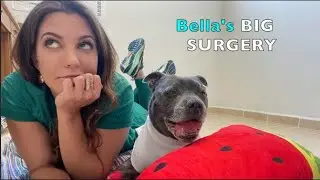 My Dog Had Surgery - POOR BABY - Staffy Life