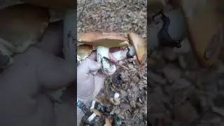Я ДАЖЕ НЕ ОЖИДАЛ НАЙТИ ЭТИ ГРИБЫ  / Как выглядит гриб Маслёнок Настоящий Поздний