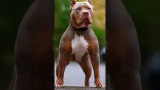 girl bitbull🔥🔥 look at her 😍 face standing with fearless expression 😍😍