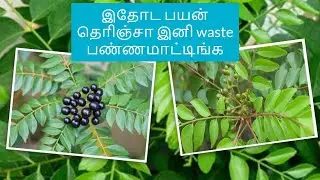 Health benefits of Curry Leaves | health tips in tamil | curry leaves | hair growth tips