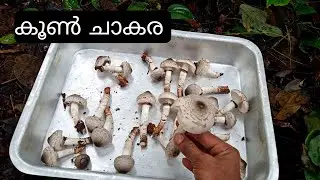 കൂൺ ചാകര / Natural Wild Mushrooms