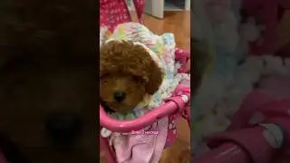 Как малышка: Той пудель щеночек🐾🌸