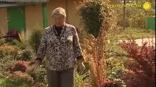 Гейхеры -  россыпь драгоценных камней