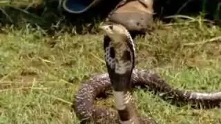 Steve Irwin - Crocodile Hunter - Die Schlangeninsel (2/4)