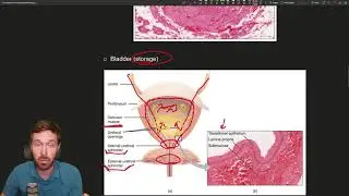 Unveiling the Urinary System: Structures, Functions, and Urine Formation