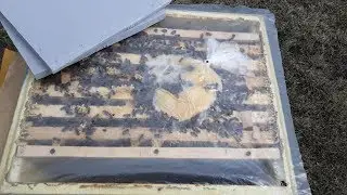 БЫСТРОЕ РАСШИРЕНИЕ ПАСЕКИ  отводки на 1,2 и 3 рамки пчелы состояние после зимовки на улице