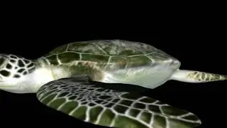 3D MODEL REPTILE ANIMALS | GREEN SEA TURTLE