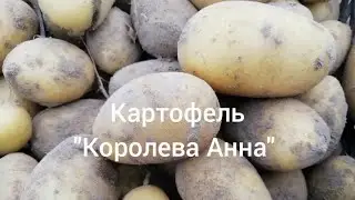 Королева Анна Картофель Характеристика Отзывы